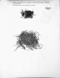 Pilularia globulifera image